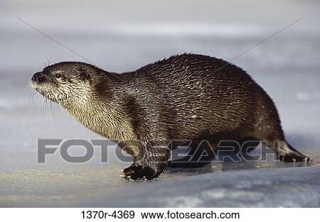River Otter View Large Photo Image Stock Photo - River Otter. Fotosearch