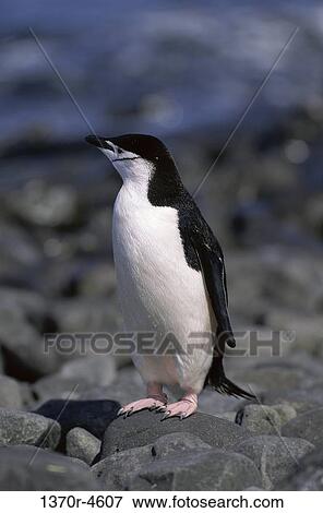 rock, flightless, penguin, perching, lonely, rocky View Large Photo Image Stock Photo - rock, flightless, penguin, perching, lonely, rocky. Fotosearch