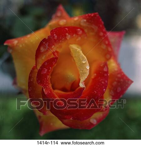 Rose View Large Photo Image Picture - Rose. Fotosearch