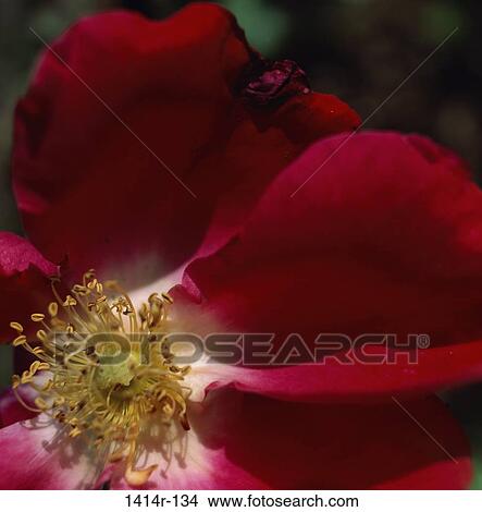 Rose View Large Photo Image Picture - Rose. Fotosearch