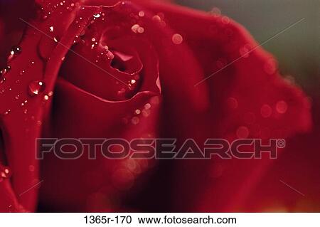 Rose View Large Photo Image Stock Image - Rose. Fotosearch