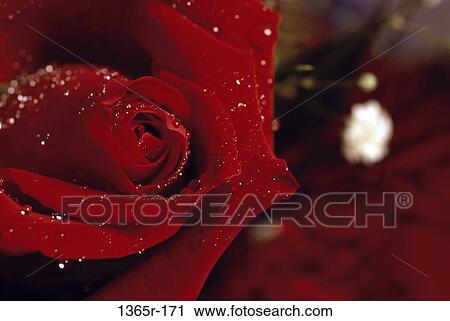 Rose View Large Photo Image Stock Image - Rose. Fotosearch