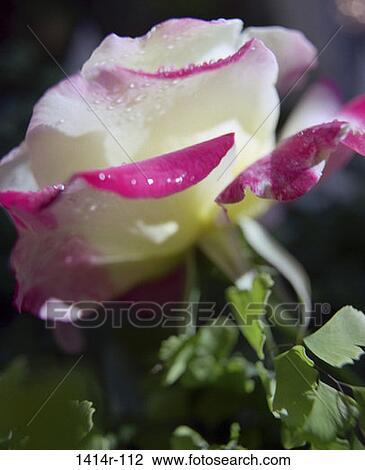 Rose View Large Photo Image Stock Image - Rose. Fotosearch