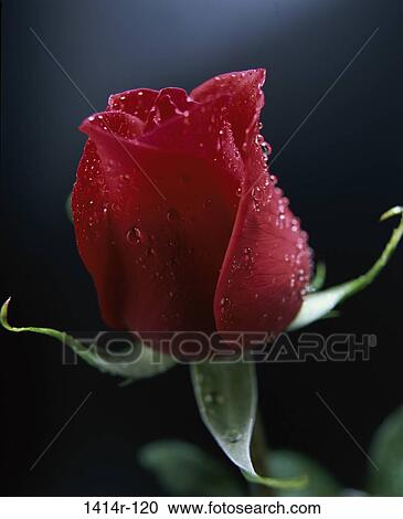 Rose View Large Photo Image Stock Image - Rose. Fotosearch