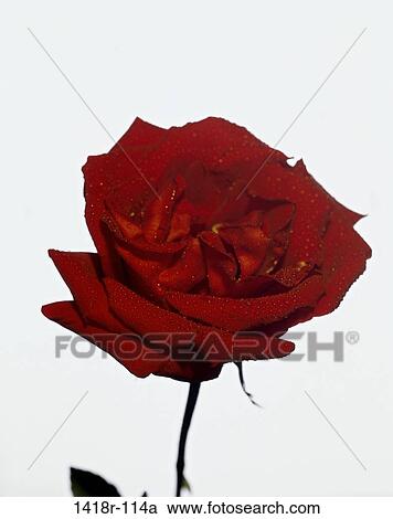 Stock Image - Rose. Fotosearch