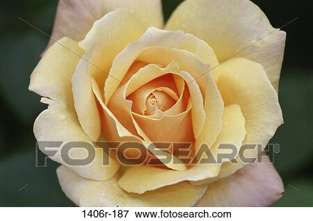 Stock Photo - Rose. Fotosearch