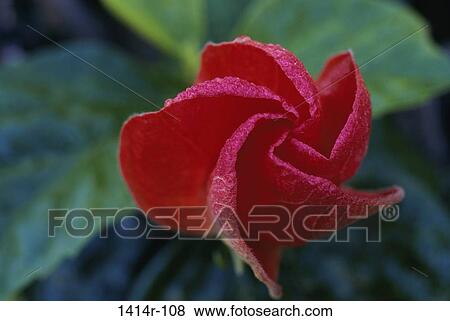 Rose View Large Photo Image Stock Photo - Rose. Fotosearch