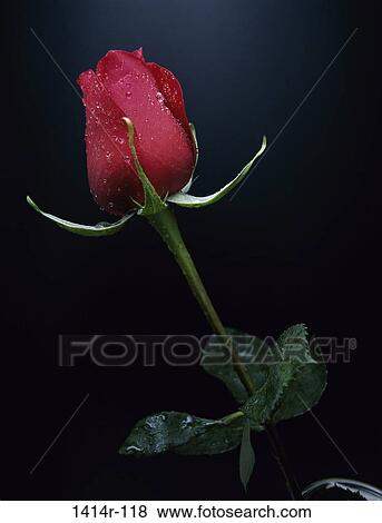 Rose View Large Photo Image Stock Photo - Rose. Fotosearch