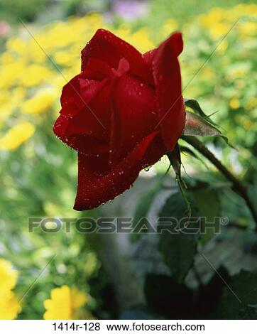 Rose View Large Photo Image Stock Photo - Rose. Fotosearch