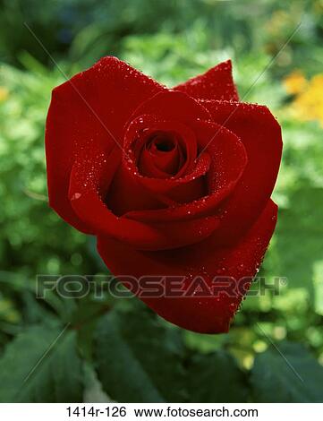 Rose View Large Photo Image Stock Photograph - Rose. Fotosearch