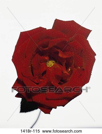 Rose View Large Photo Image Stock Photography - Rose. Fotosearch