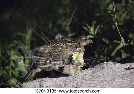 Ruffed Grouse View Large Photo Image Stock Photography - Ruffed Grouse. Fotosearch