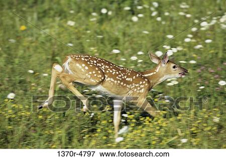 Stock Photo - running, fawn, spots, spring, animal, deer. Fotosearch