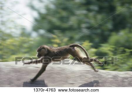 running, jump, jumping, baboon, hamadryas, motion View Large Photo Image Stock Image - running, jump, jumping, baboon, hamadryas, motion. Fotosearch