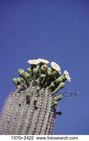 Saguaro Cactus View Large Photo Image Stock Image - Saguaro Cactus. Fotosearch