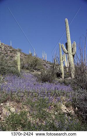 Saguaros, Arizona, USA View Large Photo Image Picture - Saguaros, Arizona, USA. Fotosearch