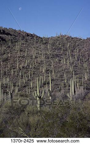 Saguaros, Organ Pipe Cactus National Monument, Arizona, USA View Large Photo Image Stock Photography - Saguaros, Organ Pipe Cactus National Monument, Arizona, USA. Fotosearch