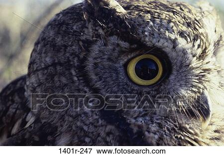 Screech Owl View Large Photo Image Stock Photo - Screech Owl. Fotosearch