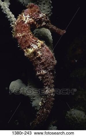 sea, animal, underwater, marine, seahorse, Sea creatures various View Large Photo Image Stock Image - sea, animal, underwater, marine, seahorse, Sea creatures various. Fotosearch