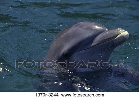 sea, dolphin, animal, marine, mammal, Bottlenose Dolphin View Large Photo Image Picture - sea, dolphin, animal, marine, mammal, Bottlenose Dolphin. Fotosearch
