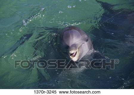 Stock Photography - sea, head, dolphin, curious, animal, perspective. Fotosearch