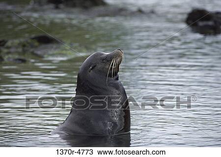 Sea Lion View Large Photo Image Stock Image - Sea Lion. Fotosearch