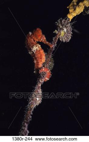 sea, wrapped, animal, underwater, tail, wrap View Large Photo Image Picture - sea, wrapped, animal, underwater, tail, wrap. Fotosearch