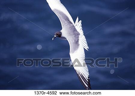 seagull, water, gull, bird, flying, precision View Large Photo Image Stock Image - seagull, water, gull, bird, flying, precision. Fotosearch