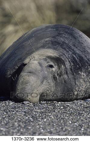 Stock Photograph - seal, sea, northern, resting, lying down, animal. Fotosearch