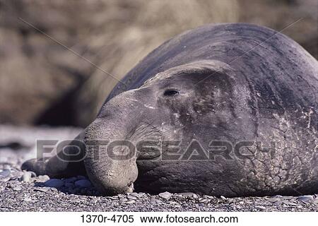 Stock Photography - seal, sea, nose, northern, large, resting. Fotosearch