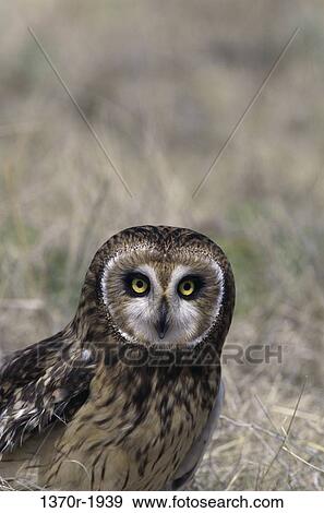 Stock Photo - Short-eared Owl. Fotosearch