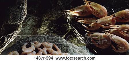 Shrimp View Large Photo Image Picture - Shrimp. Fotosearch