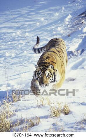 Siberian Tiger View Large Photo Image Picture - Siberian Tiger. Fotosearch