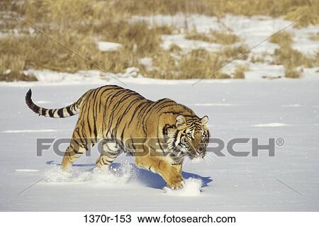 Siberian Tiger View Large Photo Image Stock Image - Siberian Tiger. Fotosearch