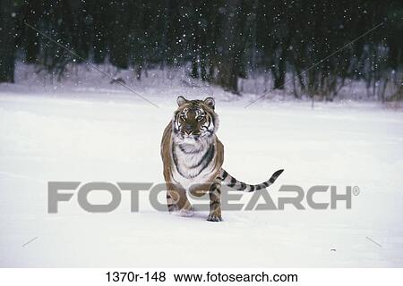 Siberian Tiger View Large Photo Image Stock Photo - Siberian Tiger. Fotosearch