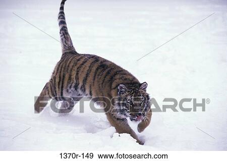 Siberian Tiger View Large Photo Image Stock Photo - Siberian Tiger. Fotosearch