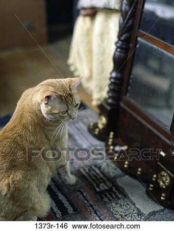 sitting, cat, mirror, animal, indoors, sit View Large Photo Image Stock Photograph - sitting, cat, mirror, animal, indoors, sit. Fotosearch