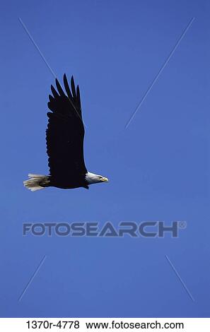 sky, bird, flying, freedom, animal View Large Photo Image Stock Photo - sky, bird, flying, freedom, animal. Fotosearch