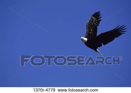 sky, bird, flying, large, freedom, animal View Large Photo Image Stock Photo - sky, bird, flying, large, freedom, animal. Fotosearch