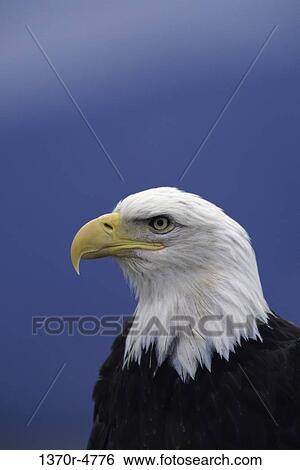 sky, profile, bird, freedom, animal View Large Photo Image Stock Photograph - sky, profile, bird, freedom, animal. Fotosearch