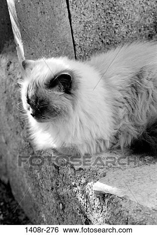 sleeping, cat, outdoors, black and white, animal, asleep View Large Photo Image Stock Photograph - sleeping, cat, outdoors, black and white, animal, asleep. Fotosearch