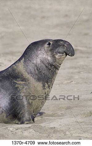 Stock Photo - smiling, profile, seal, sea, nose, northern, smile. Fotosearch