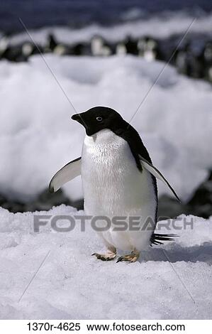 snow, flightless, penguin, penguins, bird, ice, happy View Large Photo Image Stock Photography - snow, flightless, penguin, penguins, bird, ice, happy. Fotosearch