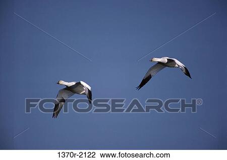 Snow Geese View Large Photo Image Stock Image - Snow Geese. Fotosearch