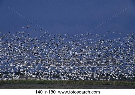 Snow Geese View Large Photo Image Stock Image - Snow Geese. Fotosearch