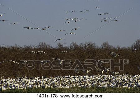 Snow Geese View Large Photo Image Stock Photo - Snow Geese. Fotosearch