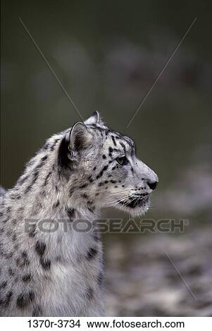 Picture - Snow Leopard. Fotosearch