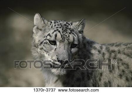 Snow Leopard View Large Photo Image Stock Photo - Snow Leopard. Fotosearch