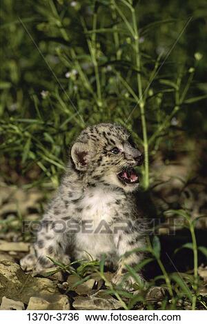 Snow Leopard View Large Photo Image Stock Photograph - Snow Leopard. Fotosearch
