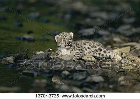 Snow Leopard View Large Photo Image Stock Photography - Snow Leopard. Fotosearch